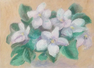 White African violets