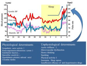 circadian rhythms